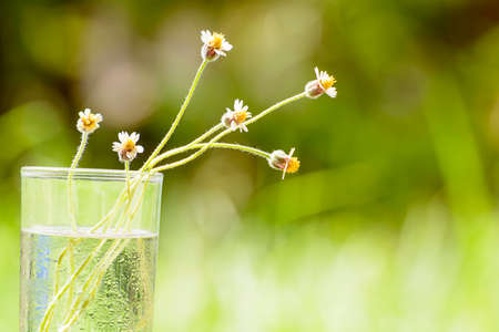 The poaceae in glass its is beautiful and look warmの写真素材