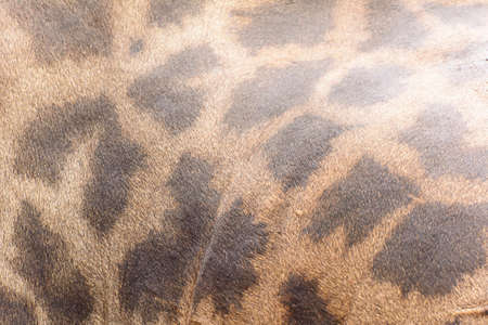 Giraffe fur textureの写真素材
