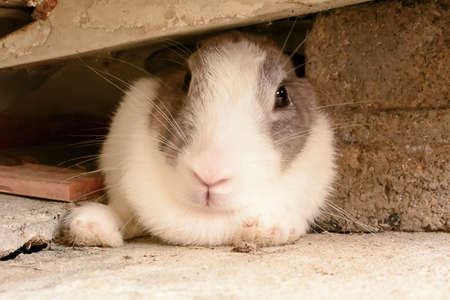 Rabbitの写真素材