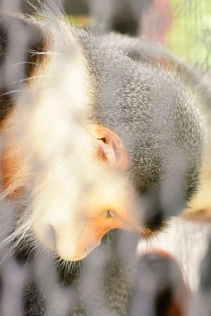 The douc langur take in a zooの写真素材