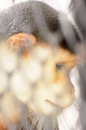 The douc langur take in a zoo