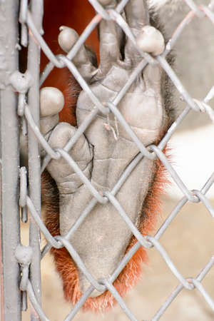 The douc langur take in a zooの写真素材