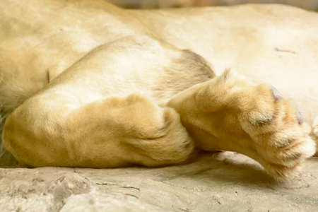 Leg of a lion is sleeping in a zooの写真素材