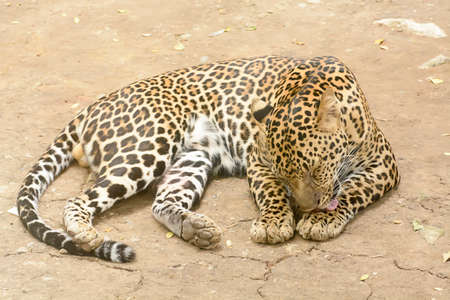 Leopard or Panther take in a zooの写真素材