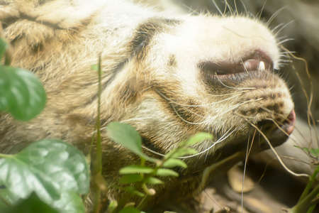 The fishing cat sleeping take in a zoo