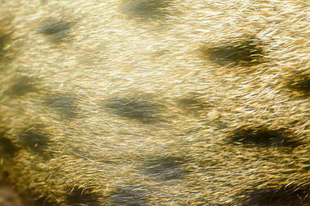 Fishing cat fur textureの写真素材
