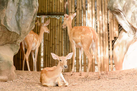 A Eld's Deer closeup take in a zooの写真素材