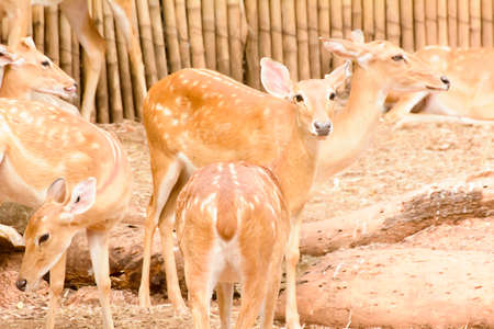 A Eld's Deer closeup take in a zooの写真素材