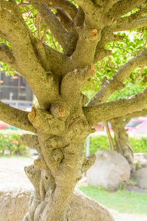 The branching tree trunk. Its brown