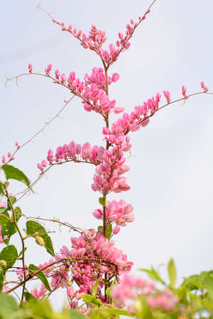 Antigonon leptopus Hookの写真素材