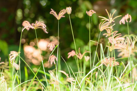 Poaceaeの写真素材