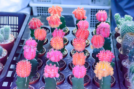 Cactusの写真素材