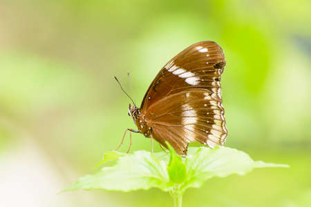 Butterflyの写真素材