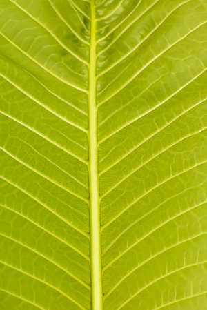 Plumeria leafの写真素材