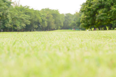 Meadowの写真素材