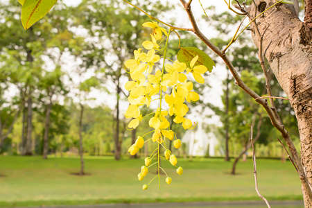 Golden Shower Treeの写真素材