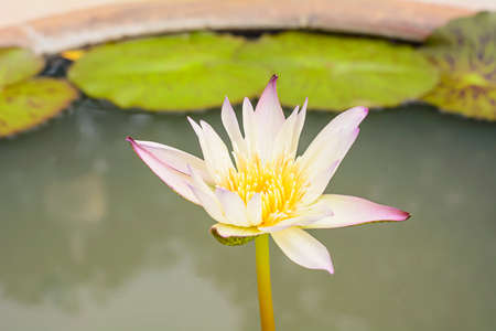 Lotus in many colors and beautifulの写真素材