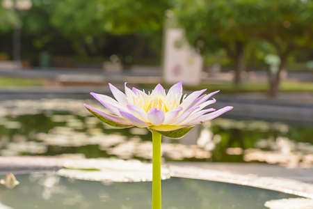 Lotus in many colors and beautifulの写真素材
