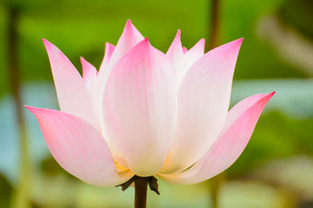 Lotus in many colors and beautifulの写真素材