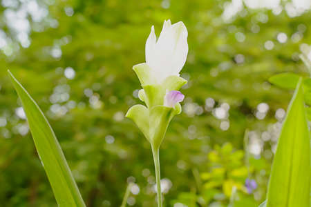 Siam Tulipの写真素材