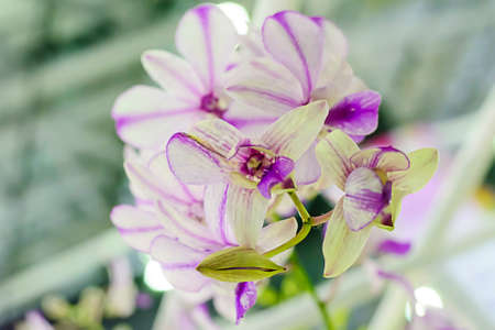 Orchid