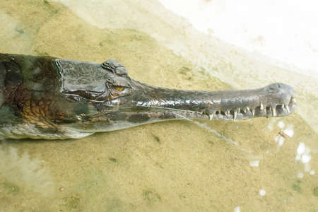 The malayan gharial take in a zoo