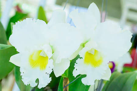 Cattleya orchidの写真素材