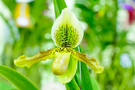 Paphiopedilumの写真素材