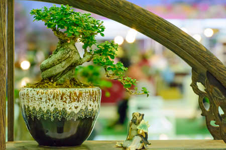 Bonsaiの写真素材