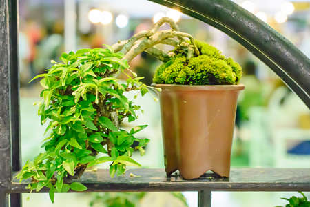 Bonsai