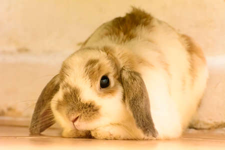 Rabbit