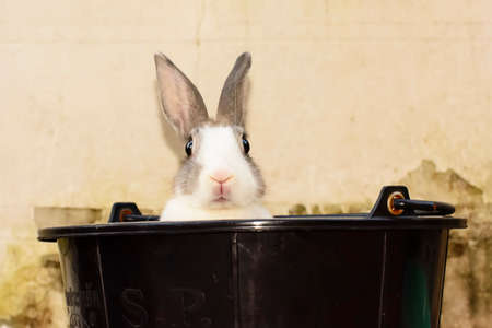 Rabbit