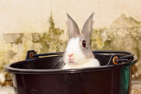 Rabbitの写真素材