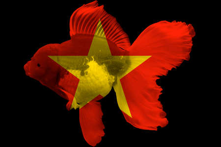 Flag of Vietnam on goldfishの写真素材