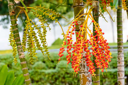 Effects of Areca catechuの写真素材