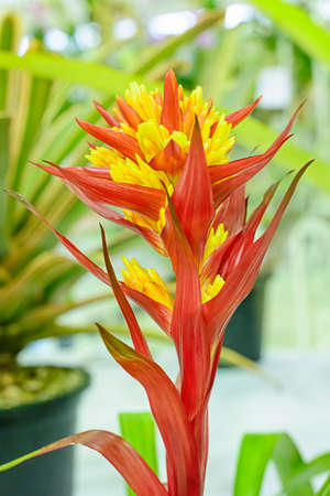 Bromeliaceaeの写真素材