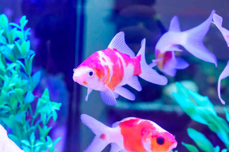 The fish in the cabinet, bright colors.の写真素材