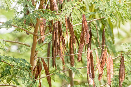 The dry leucaena leucocepphala on the tree.の写真素材
