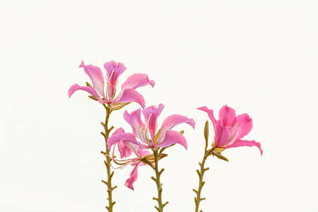 Phanera purpurea or Butterfly Tree or Orchid Tree on a white background.の写真素材