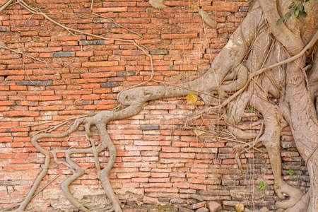 Stone wall & tree roots texture made from stiff stone.