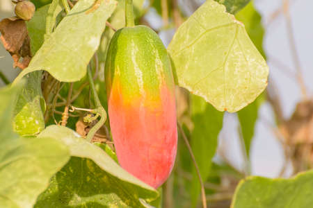 Coccinia grandis on a tree on nature background.の写真素材