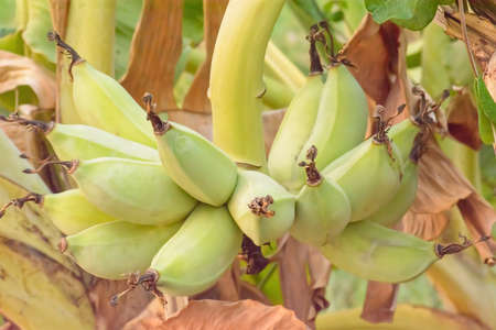 A fresh and healthy banana on a tree.の写真素材