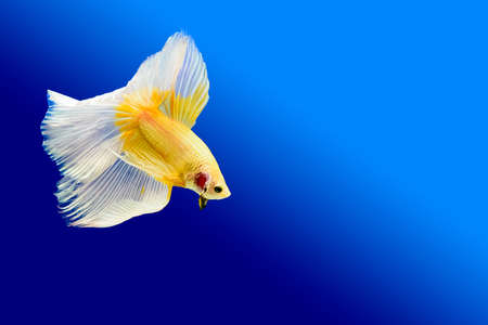 The fighting fish on a blue background.の写真素材