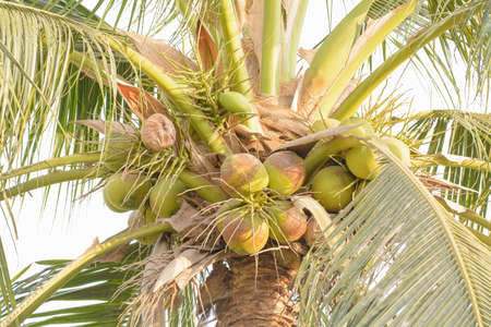 The coconuts on a tree on nature background.の写真素材