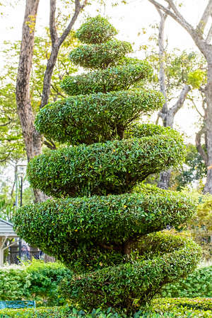 The tree in garden, refreshing and shade.の写真素材