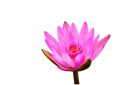 Lotus isolated on a white background. Clipping inside.の写真素材