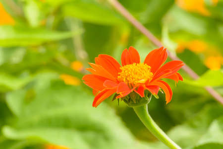 Mexican sunflower in the garden on nature background.の写真素材