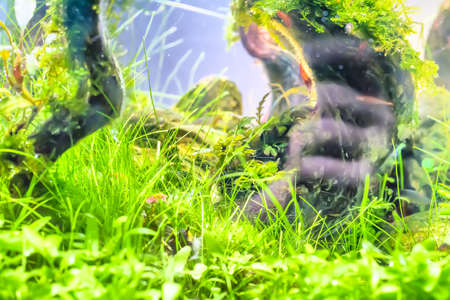 The water plant or aquatic plant or aquatic weed.の写真素材