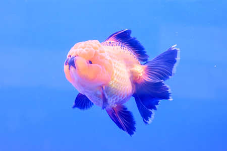 The goldfish in the cabinet on blue background.の写真素材
