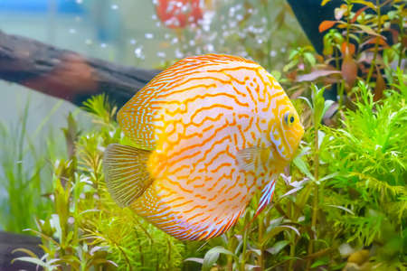 The pompadour in the cabinet, bright colors.の写真素材